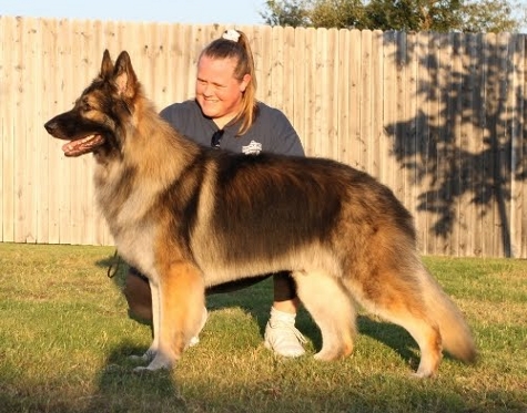 issr shiloh shepherd