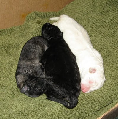 Kyrie/Leo litter at 2 days old