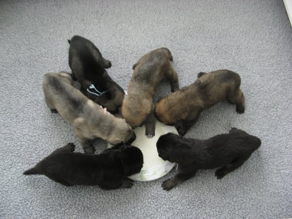 Sparta B litter 3 weeks