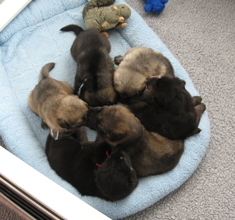 Sparta B litter 8 weeks