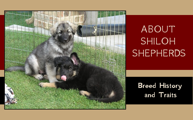 issa shiloh shepherds